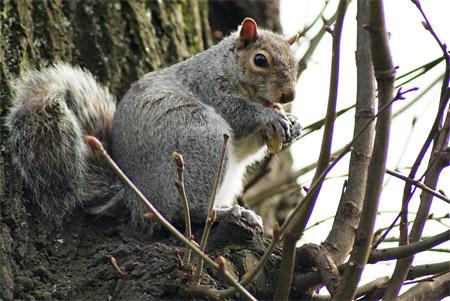 Squirrel from Museum Gardens. Picture: Andy Gordon

