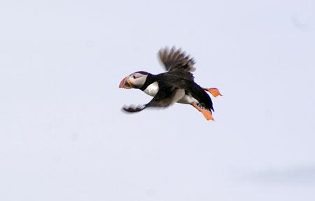 Puffin at Holy Island, Northumberland. Picture: Andy Gordon