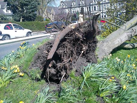 Maple Tree on Clifton Green blown down in strong winds. Picture: Derek Metcalfe 