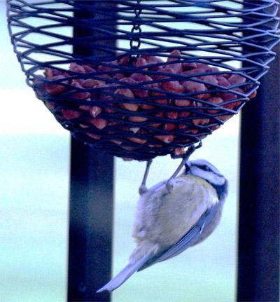 'Blue tit having his breakfast on my balcony'. Picture: Andy Gordon