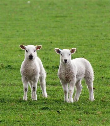 'Askham Bryan's youngsters'. Picture: Andy Gordon