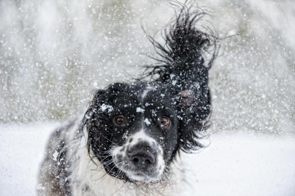 Important Weather Alert: Protect Your Dog from Cold Temperatures