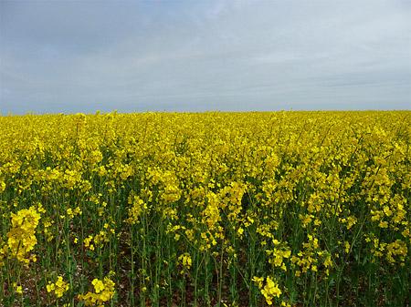Oil Seed Rape field, Sledmere. Picture: Nick Fletcher