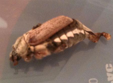 Reader Amy Dennis found this strange looking insect, and wondered it anyone could identify it.