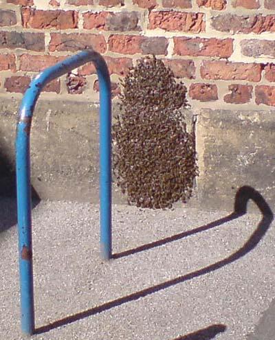 Bee swarm at community centre. Picture: Keith Chapman