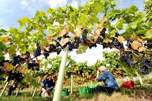 Holme Lea Winery plan opposed by Dunnington Parish Council - Vimarsana News