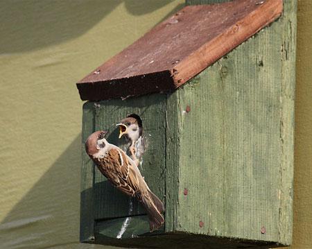 Tree Sparrows. Picture: Tim Brook