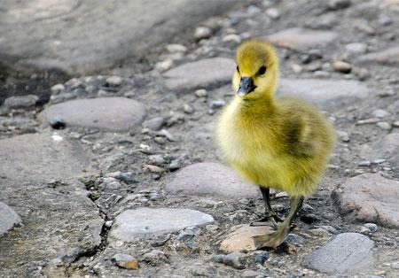 Baby Gosling. Picture: 'PRotography EU' (flickr)