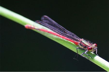 Large red damselfly. Picture: Tim Brook