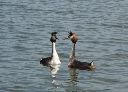 Great Crested Grebe courtship. Picture: Robin Denton