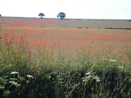 Yorkshire Wolds. Picture: Vanessa Grant
