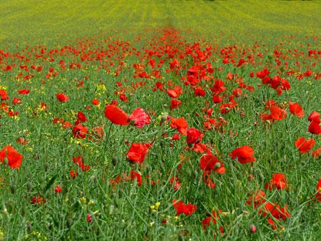 Poppies in a field near Old Malton. Picture: Nick Fletcher