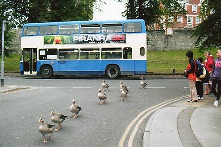 Geese go for a stroll on the junction of Station Road and Leeman Road. Picture: Charles Braithwaite