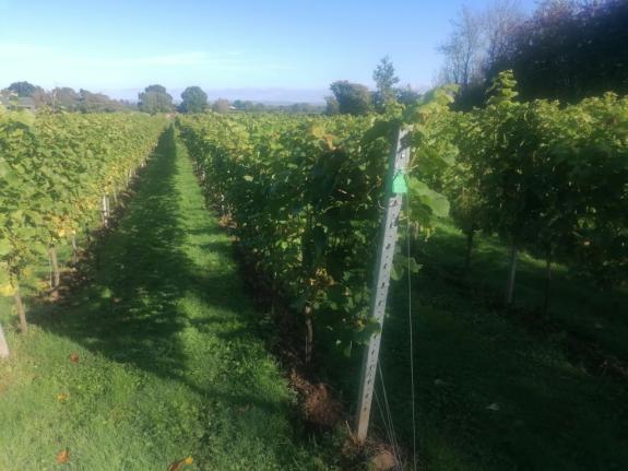 York Press: There are four acres of vines York Press: There are four acres of vines