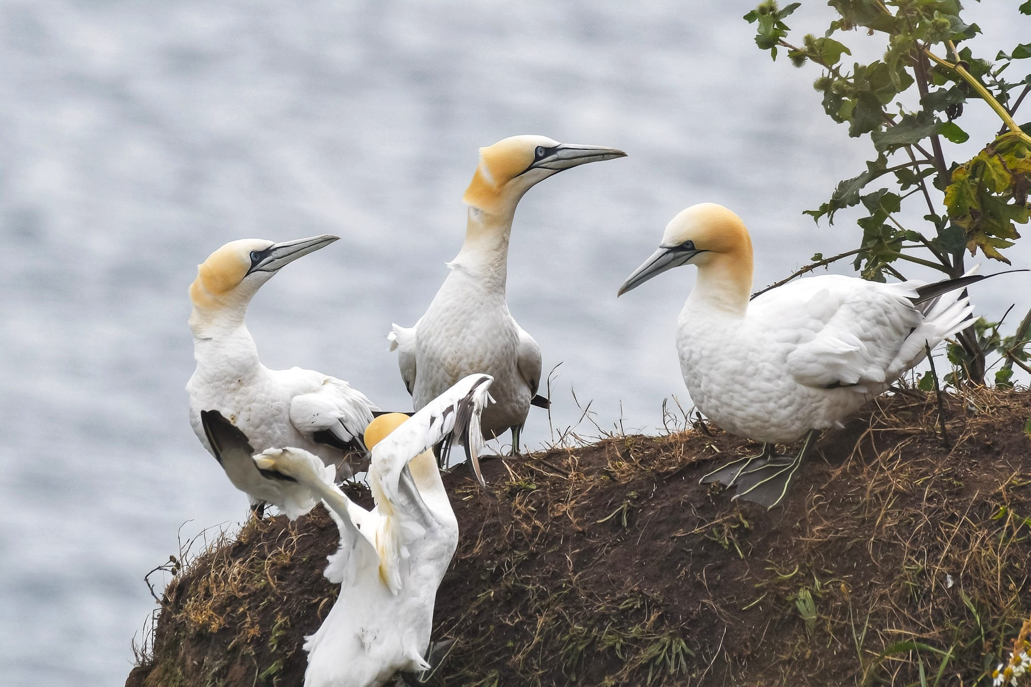 Meet W H Hudson who came to Yorkshire to protect our birds - Vimarsana News
