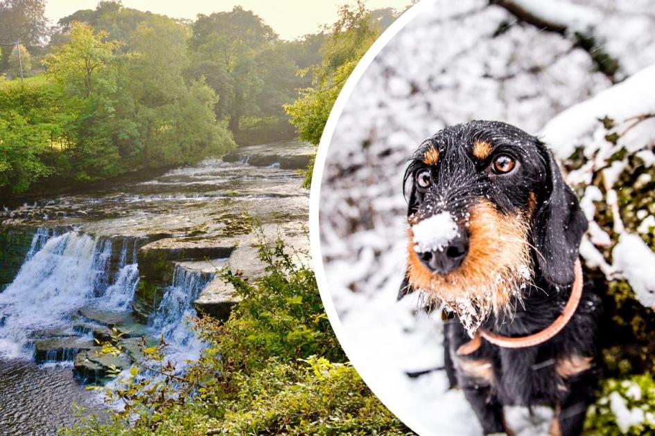 Winter Wanderings: Aysgarth Falls, the Perfect English Dog Walk