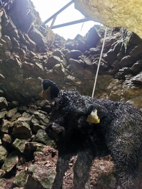 Farrier Saves Young Calf from Treacherous Underground Cave
