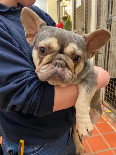 Ivy the French Bulldog: Searching for a Loving Home in York