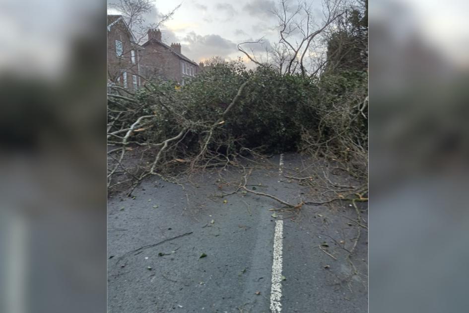 Tree Blocks Main Street in Upper Poppleton: Storm Isha wreaks havoc