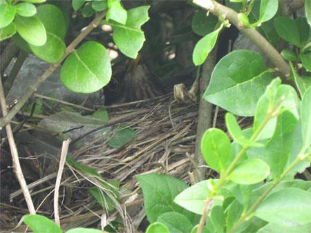 "A mother bird sitting on her nest in a hedge at the bottom of our garden". Picture: Gary Bainbridge