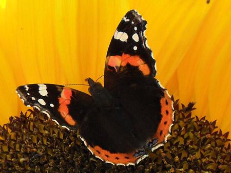 "Only 10 days ago this red admiral was enjoying our garden in New Earswick.  We went away for a week to Tenerife and now only worms and earwigs are hanging around to welcome us home!" Picture: Carly Lea