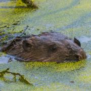 The beaver male on release day at Cropton Forest                                                             Picture: Pete Richman