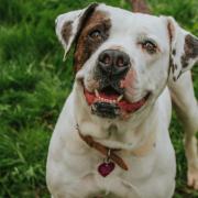 These 3 dogs with RSPCA York need their forever home (RSPCA)