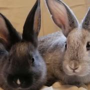 These rabbits at RSPCA York are looking for their forever home (RSPCA)