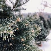 Where to buy a real tree from Christmas tree farms near York