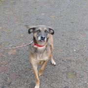 3 dogs with RSPCA York who need their forever home  (RSPCA)