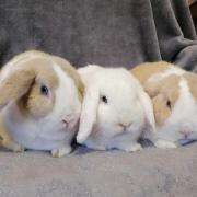 These rabbits at RSPCA York need their forever home