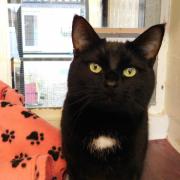 These 3 cats at RSPCA York need their forever home (RSPCA)