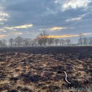 Strensall Common after the fire taken by Marion Hayhurst from The Press Camera Club