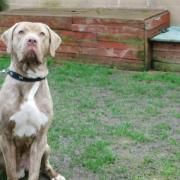 These 3 dogs at RSPCA York need their forever home (RSPCA)