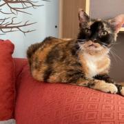 3 cats at RSPCA York are looking for their forever home - can you help? (RSPCA)