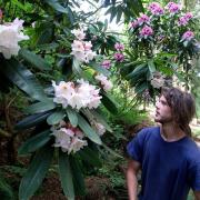 Jago Wallace, head of the National Rhododendron Collection at the Himalayan Garden and Sculpture Park with rhododendron griffithianum