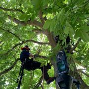 Askham Bryan College York arboriculture student Tristan Cross got himself harnessed up to get the perfect shot for fellow learners