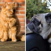 Pet owners warned of their furry pet's risk of sunburn and heatstroke
