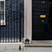 Larry the cat sits outside 10 Downing Street, Westminster, London. Credit: PA