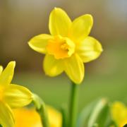 How and when to plant your spring bulbs- It’s sooner than you might think (Canva)