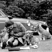 What will happen to the corgis now that the Queen Elizabeth II has died?