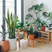 YouGarden tips to keep your house plants alive and thriving (Canva)