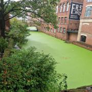 Duckweed on the River Foss