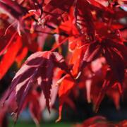 How to grow Japanese Acer trees