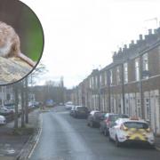 Garfield Terrace, where complaints have been made about rat activity, says City of York Council  Main picture: Google Street View