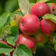 Experts reveal how to grow your own fruit tree and save money on your shopping bill (Canva)