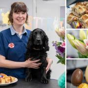 York vets warns pet owners about the dangers of Easter treats