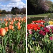 Tulip Festival at Burnby Hall Gardens