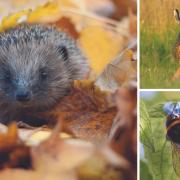 The Yorkshire Wildlife Trust has launched a 'Great British Nature Survey' to find oput about our attitudes to nature'