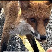 Fox in York by Andrew Molloy